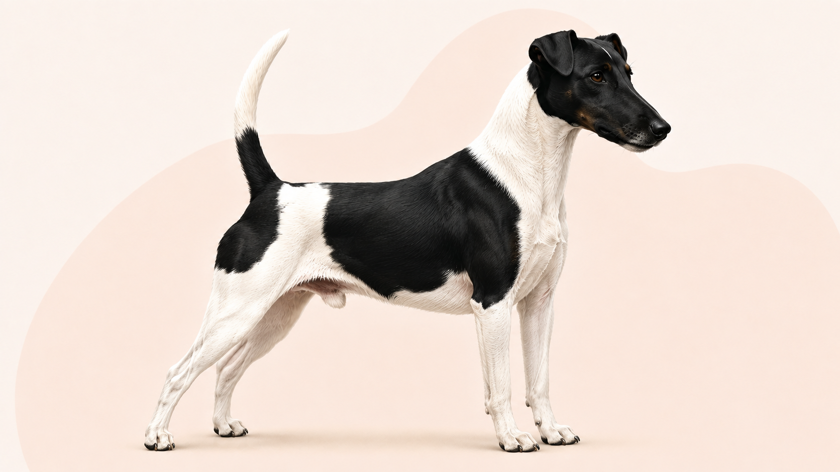 Foxterrier, släthårig
